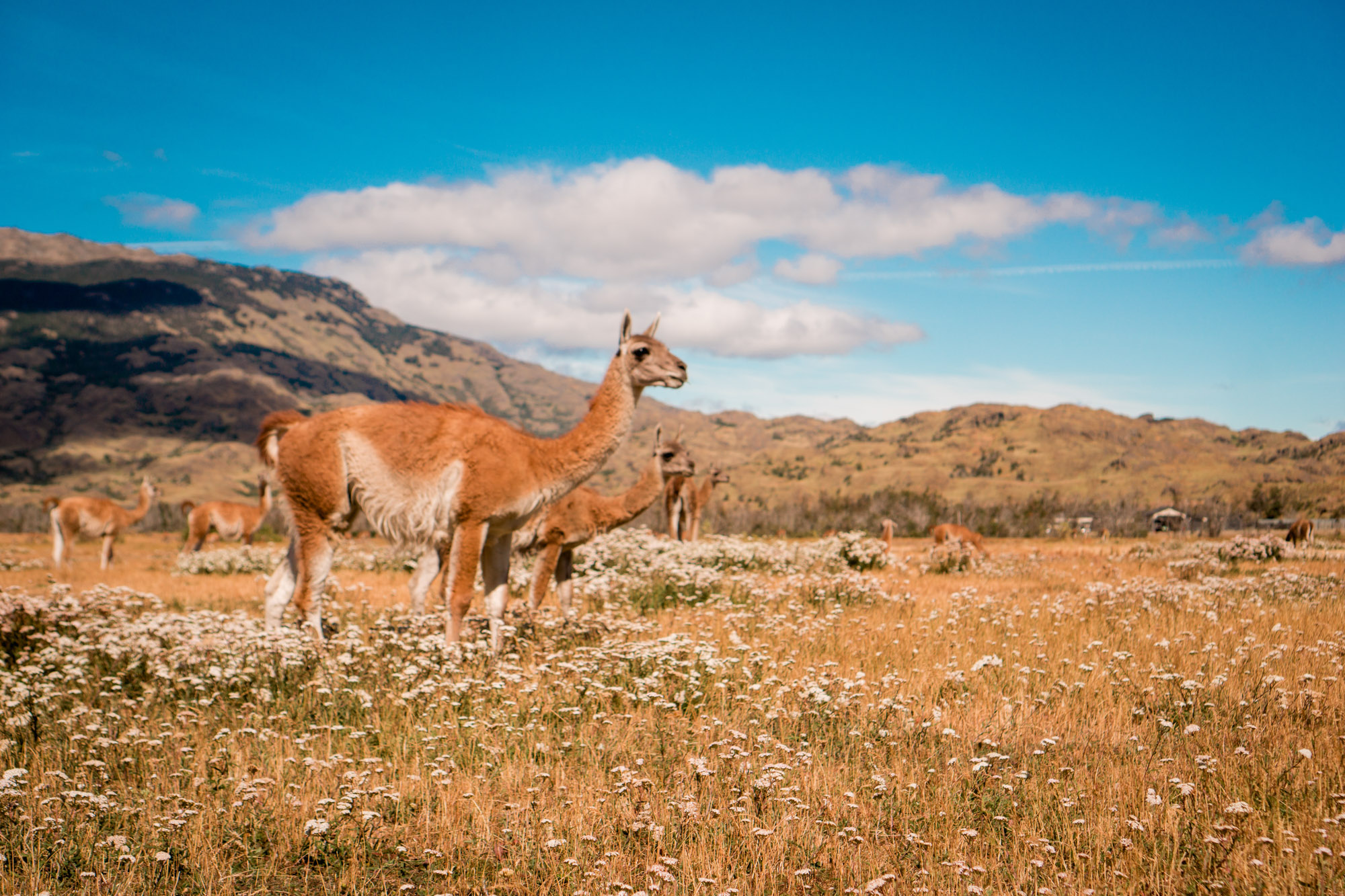 Patagonia Off the Beaten Path | Nomadic Days